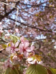 Prunus sargentii