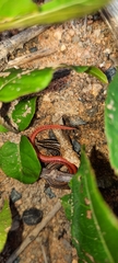 Vanzosaura multiscutata