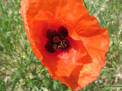 Papaver rhoeas