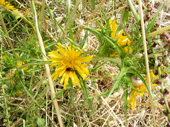 Scolymus hispanicus