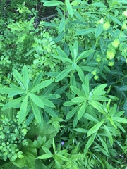 Euphorbia purpurea
