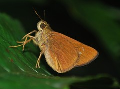 Caltoris malaya