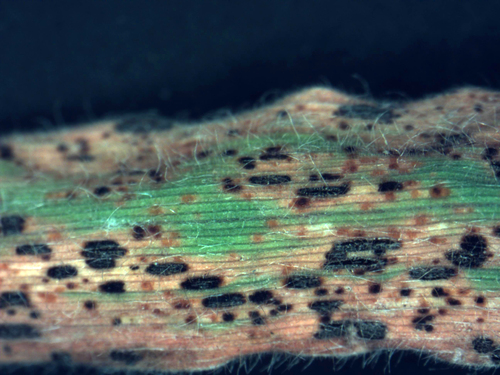 Ferrugem-da-folha (Puccinia hordei)
