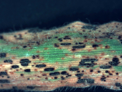 Puccinia hordei