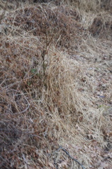 Microstegium vimineum