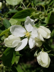 Malus sylvestris