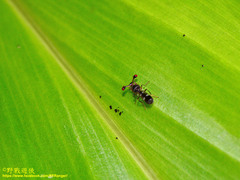 Teleopsis quadriguttata