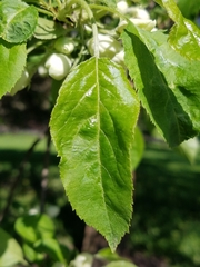 Malus sylvestris