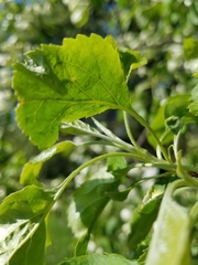 Malus sylvestris