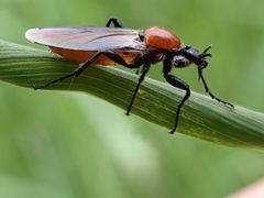 Bibio hortulanus