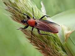 Bibio hortulanus