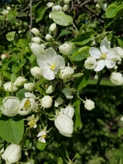 Malus sylvestris