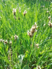 Carex praecox