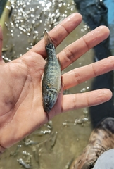 Dormitator latifrons