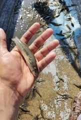 Gobiomorus maculatus