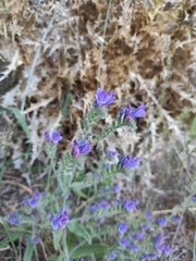 Echium creticum granatense