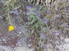 Echium creticum granatense