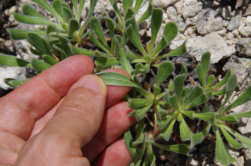 Image of Eriogonum nealleyi by (c) Eric Knight, some rights reserved (CC BY)