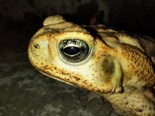 Cururu Toad