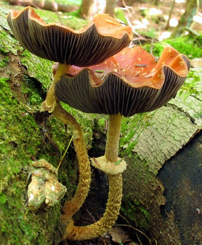 Leratiomyces nuotrauka