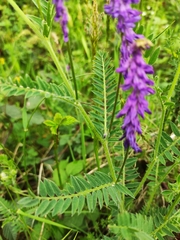 Vicia tenuifolia
