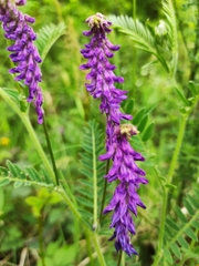 Vicia tenuifolia