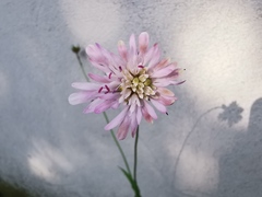 Knautia integrifolia