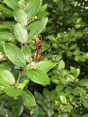 Vespa crabro