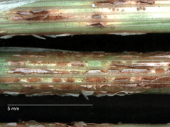 Puccinia polypogonobia