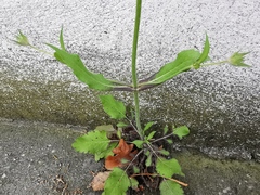 Knautia integrifolia