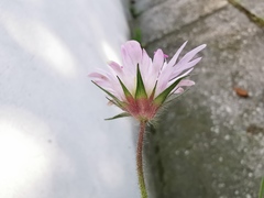 Knautia integrifolia