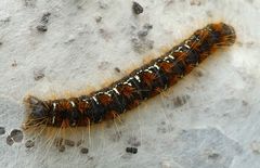 Malacosoma castrense