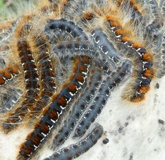 Malacosoma castrense