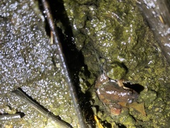 Minervarya gomantaki