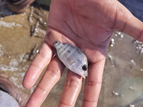 Blackthroat cichlid (Astatheros macracanthus) — Cichlidae — 3