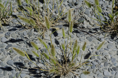 Puccinia polypogonobia