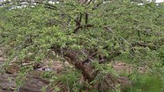 Sterculia rogersii image