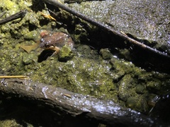 Minervarya gomantaki