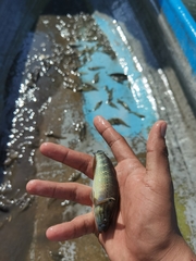 Dormitator latifrons