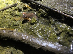 Minervarya gomantaki