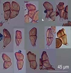 Puccinia polypogonobia