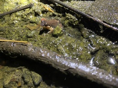 Minervarya gomantaki