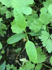 Cardamine bulbifera