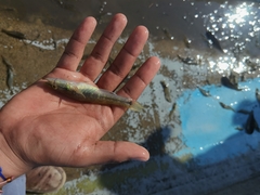 Gobiomorus maculatus