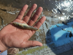 Gobiomorus maculatus