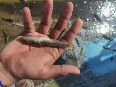 Gobiomorus maculatus