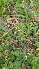 Didelphinae