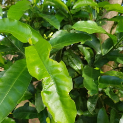 Tabernaemontaneae