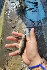 Dormitator latifrons