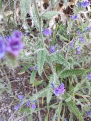 Echium creticum granatense